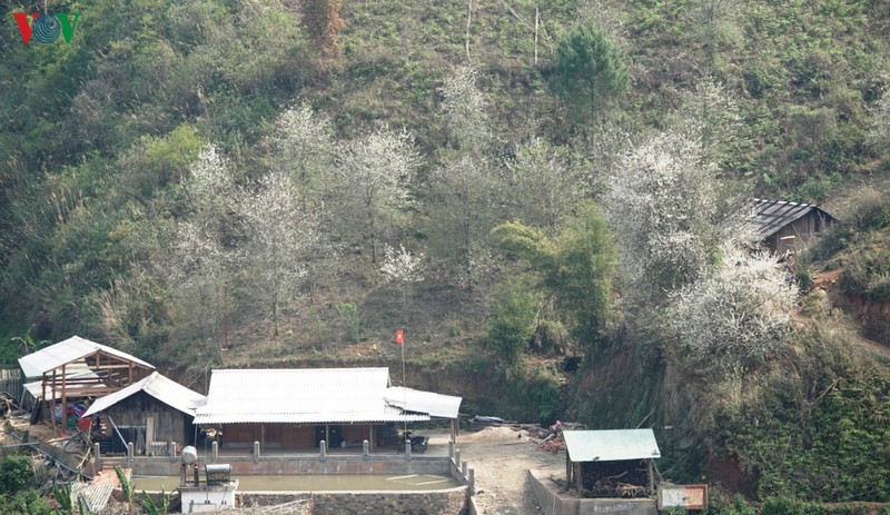 yen bai mua hoa son tra bung sang nui doi hinh 13