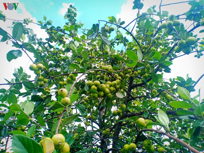 yen bai mua hoa son tra bung sang nui doi hinh 14