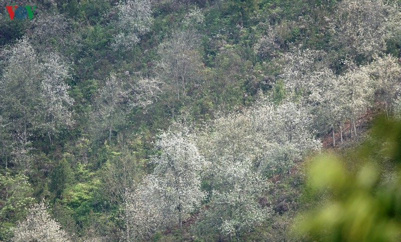 yen bai mua hoa son tra bung sang nui doi hinh 1