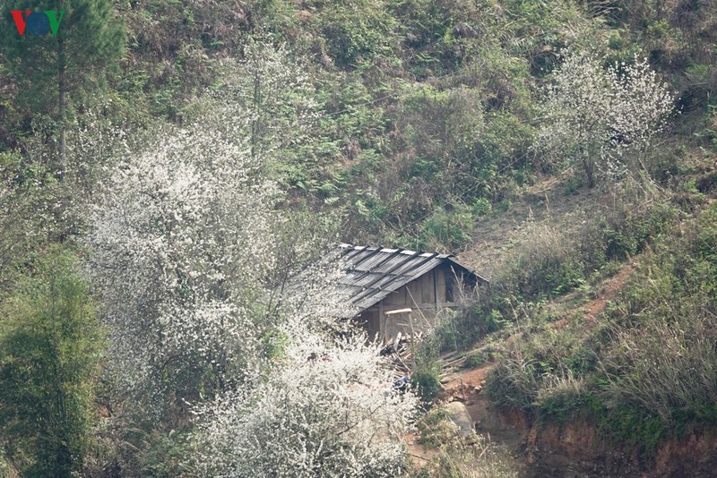 yen bai mua hoa son tra bung sang nui doi hinh 8