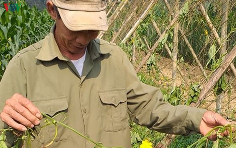 nguoi thuong binh chet lang khi thay hon 130 goc muop da bi pha hoai hinh 1
