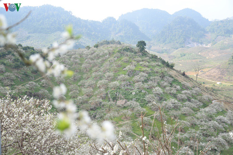 dong dao du khach den moc chau (son la) sau khi noi long gian cach xa hoi hinh 1