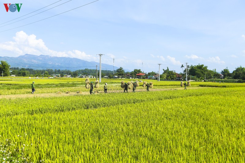 dep ngo ngang "mua vang" tren canh dong muong thanh hinh 10