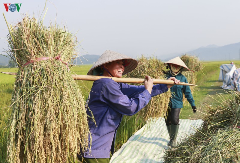 dep ngo ngang "mua vang" tren canh dong muong thanh hinh 11