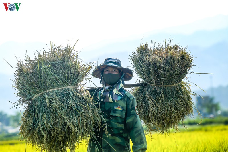 dep ngo ngang "mua vang" tren canh dong muong thanh hinh 12