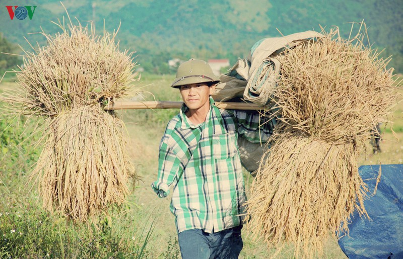 dep ngo ngang "mua vang" tren canh dong muong thanh hinh 13