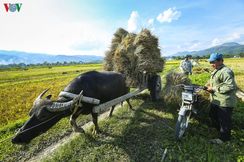dep ngo ngang "mua vang" tren canh dong muong thanh hinh 15