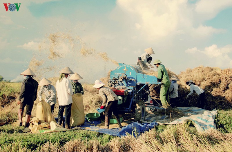 dep ngo ngang "mua vang" tren canh dong muong thanh hinh 16