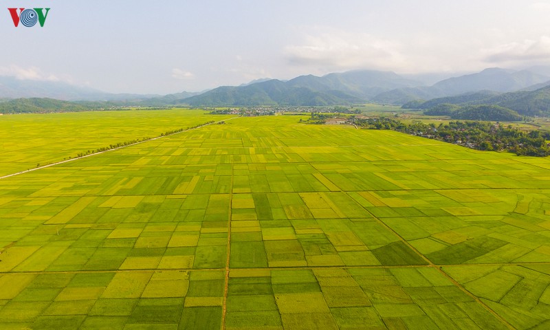 dep ngo ngang "mua vang" tren canh dong muong thanh hinh 1
