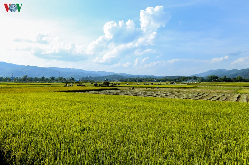 dep ngo ngang "mua vang" tren canh dong muong thanh hinh 18