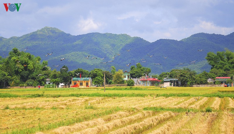 dep ngo ngang "mua vang" tren canh dong muong thanh hinh 19