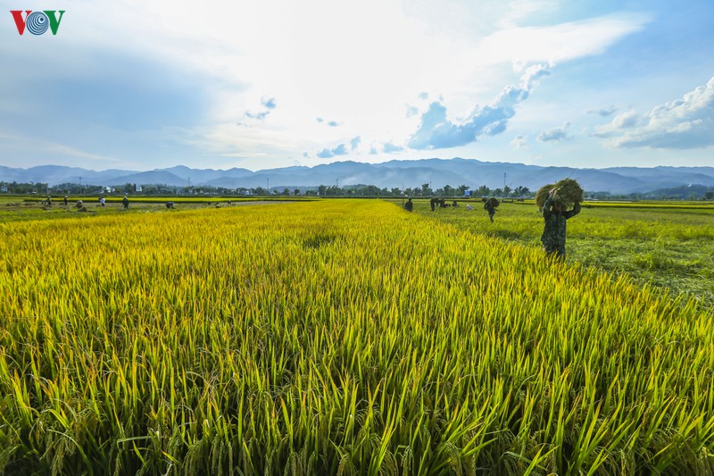 dep ngo ngang "mua vang" tren canh dong muong thanh hinh 2