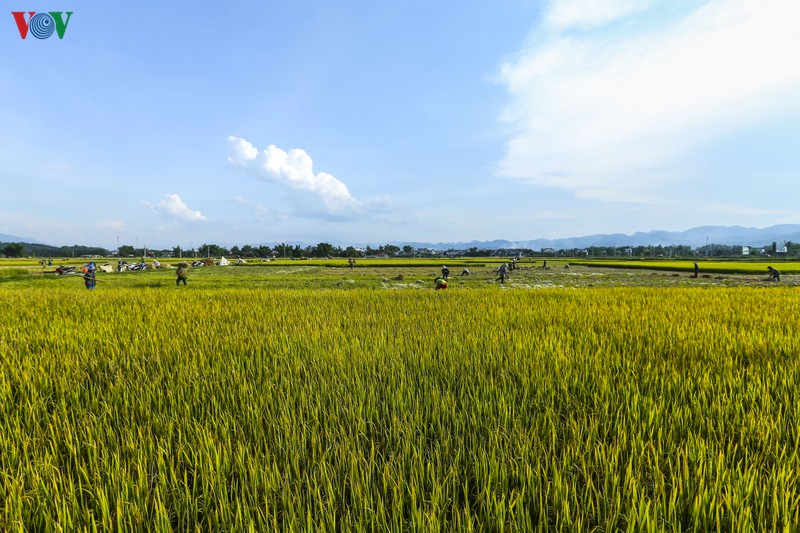 dep ngo ngang "mua vang" tren canh dong muong thanh hinh 3