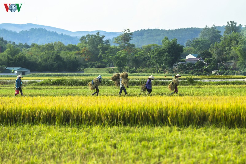 dep ngo ngang "mua vang" tren canh dong muong thanh hinh 4