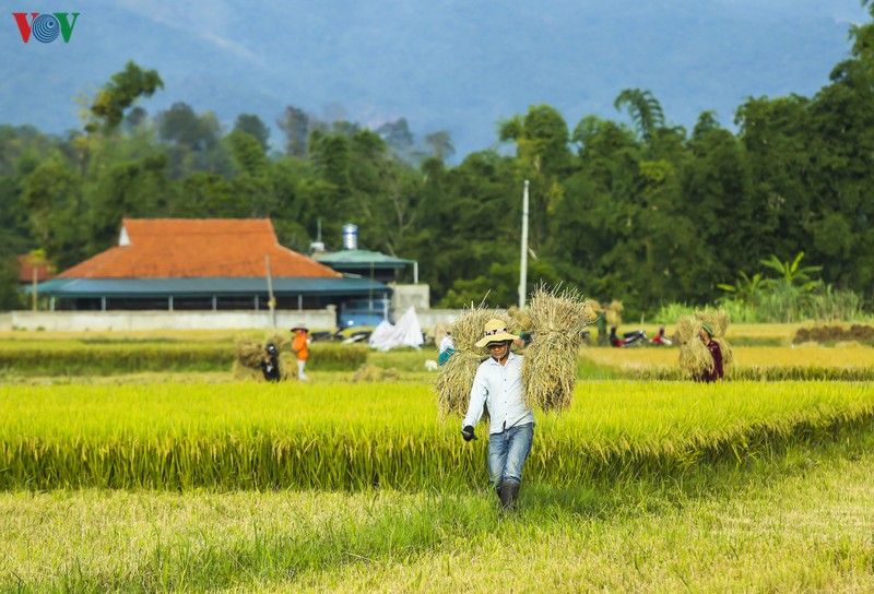 dep ngo ngang "mua vang" tren canh dong muong thanh hinh 7