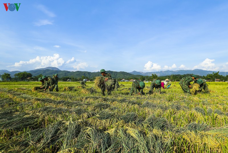 dep ngo ngang "mua vang" tren canh dong muong thanh hinh 8