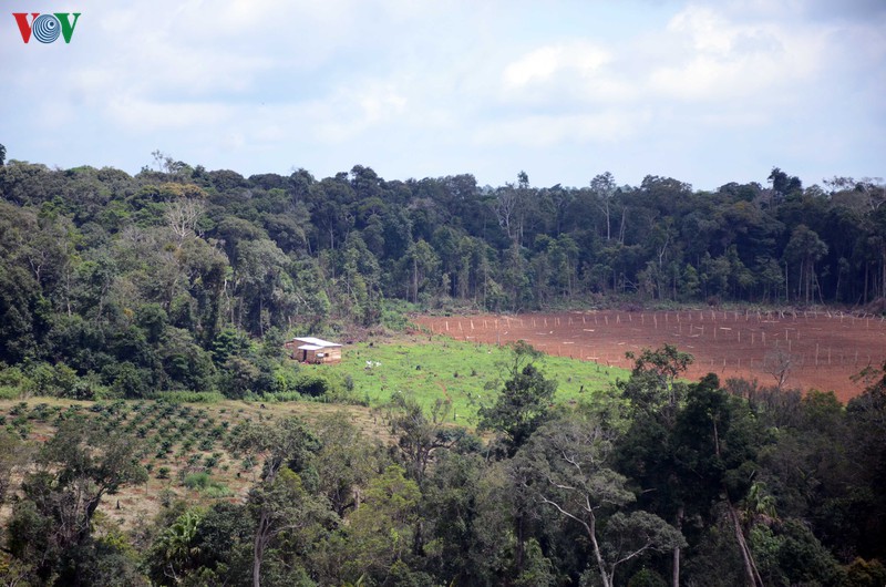 dak nong bat ba doi tuong nhan hoi lo trong vu huy hoai dat lam nghiep hinh 1