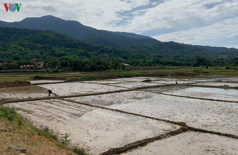 thua thien hue: thieu nuoc va han han khoc liet o huyen a luoi hinh 1