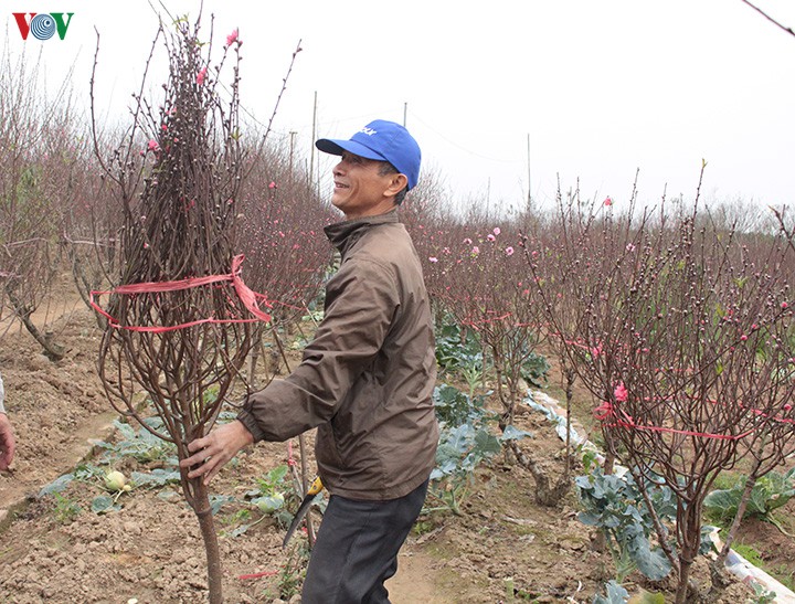 dut tui tien trieu moi ngay nho cong viec thoi vu tai vuon dao, quat hinh 12