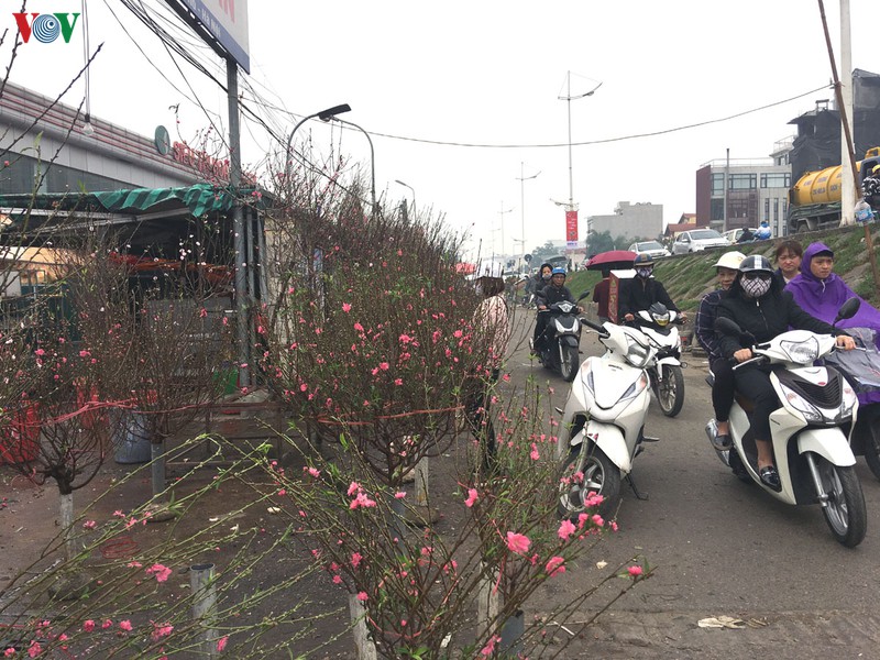 nguoi dan ha noi no nuc xuong pho mua hoa dao choi tet duong lich hinh 3