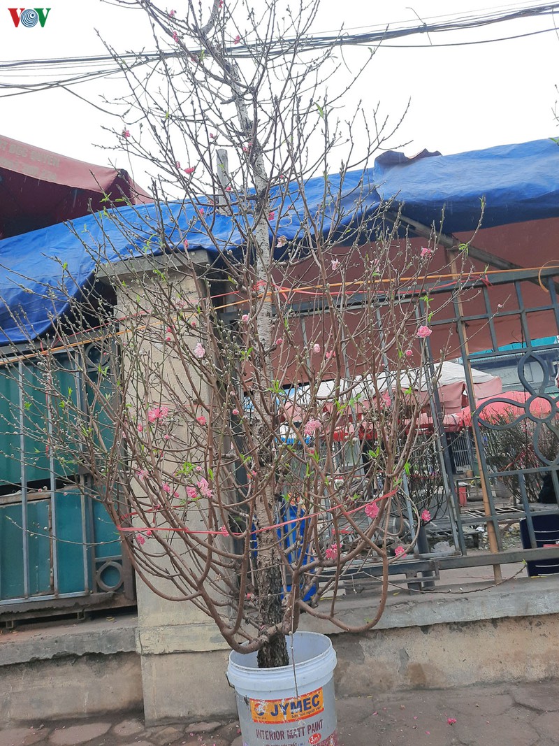 nguoi dan ha noi no nuc xuong pho mua hoa dao choi tet duong lich hinh 8