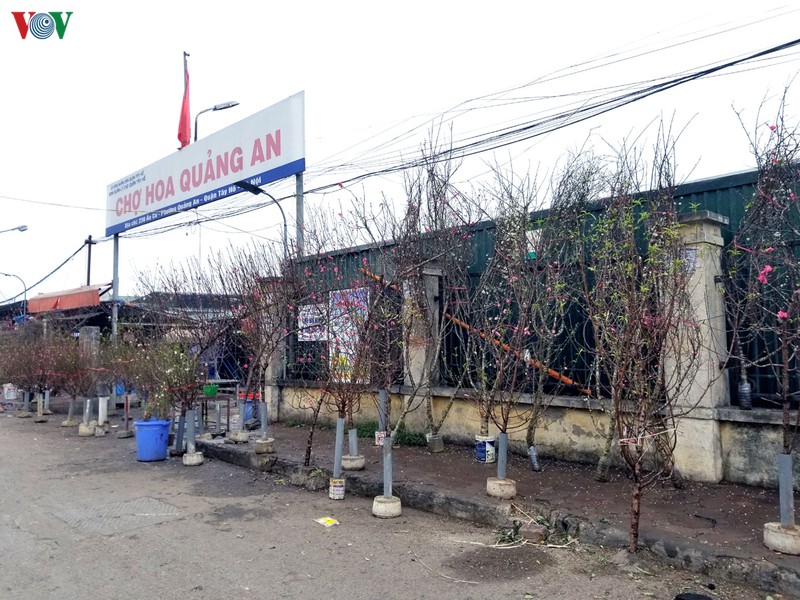 nguoi dan ha noi no nuc xuong pho mua hoa dao choi tet duong lich hinh 1