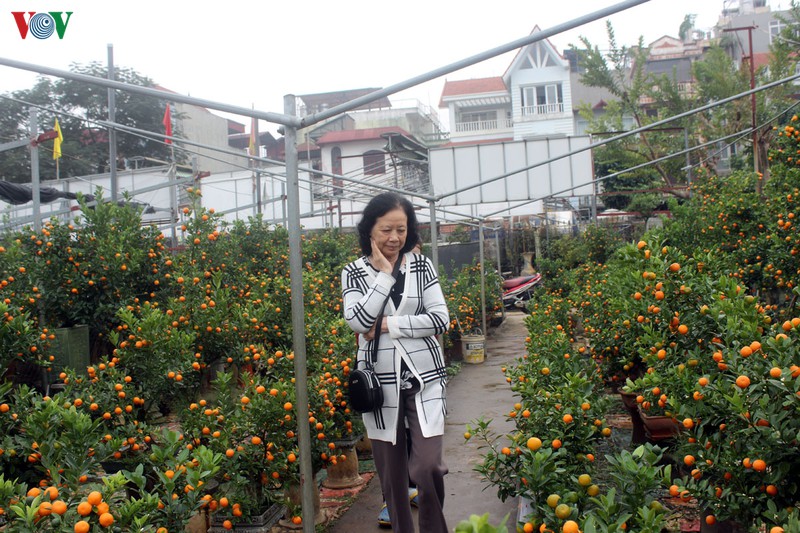 chuot ngoc cong quat, quat dinh vang tu lien tien trieu van hut khach hinh 18