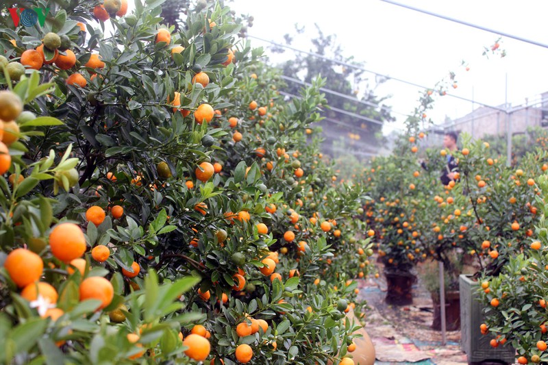 chuot ngoc cong quat, quat dinh vang tu lien tien trieu van hut khach hinh 2