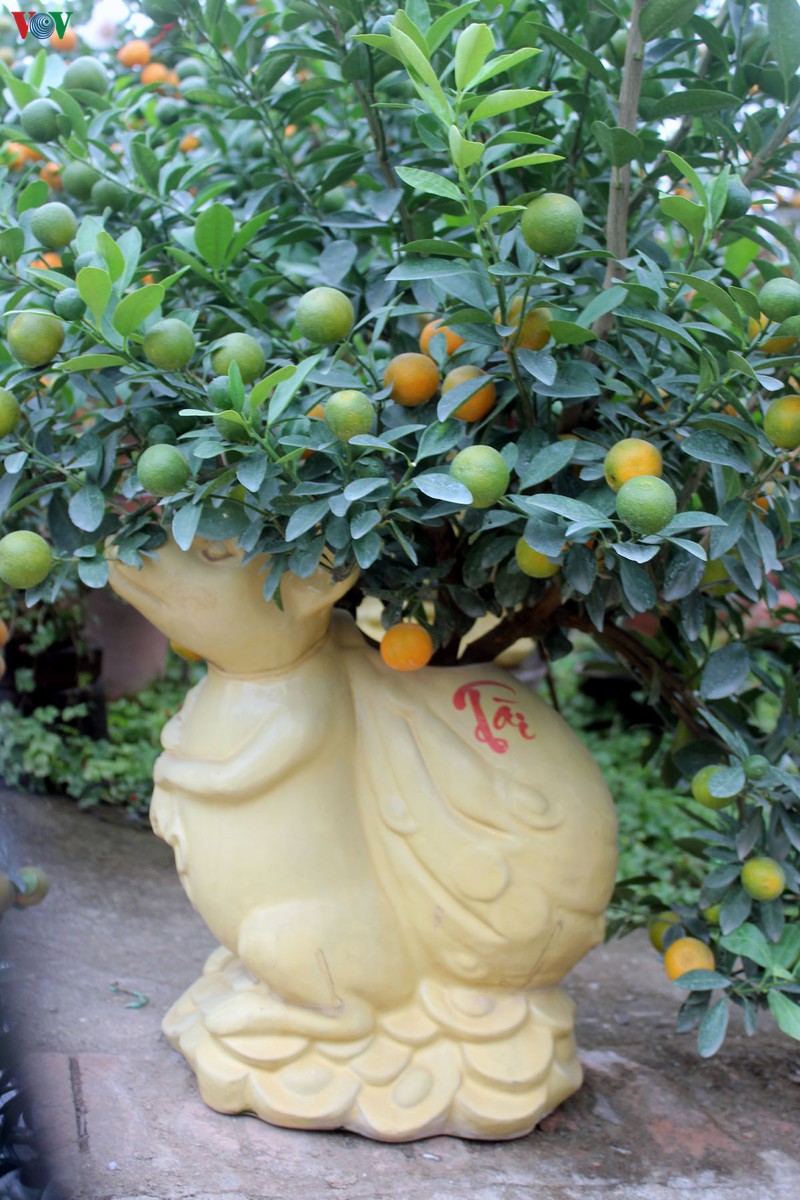 chuot ngoc cong quat, quat dinh vang tu lien tien trieu van hut khach hinh 10