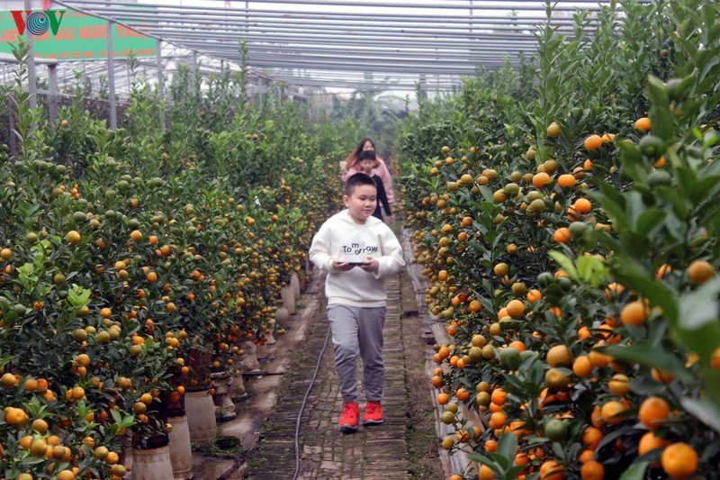 chuot ngoc cong quat, quat dinh vang tu lien tien trieu van hut khach hinh 19