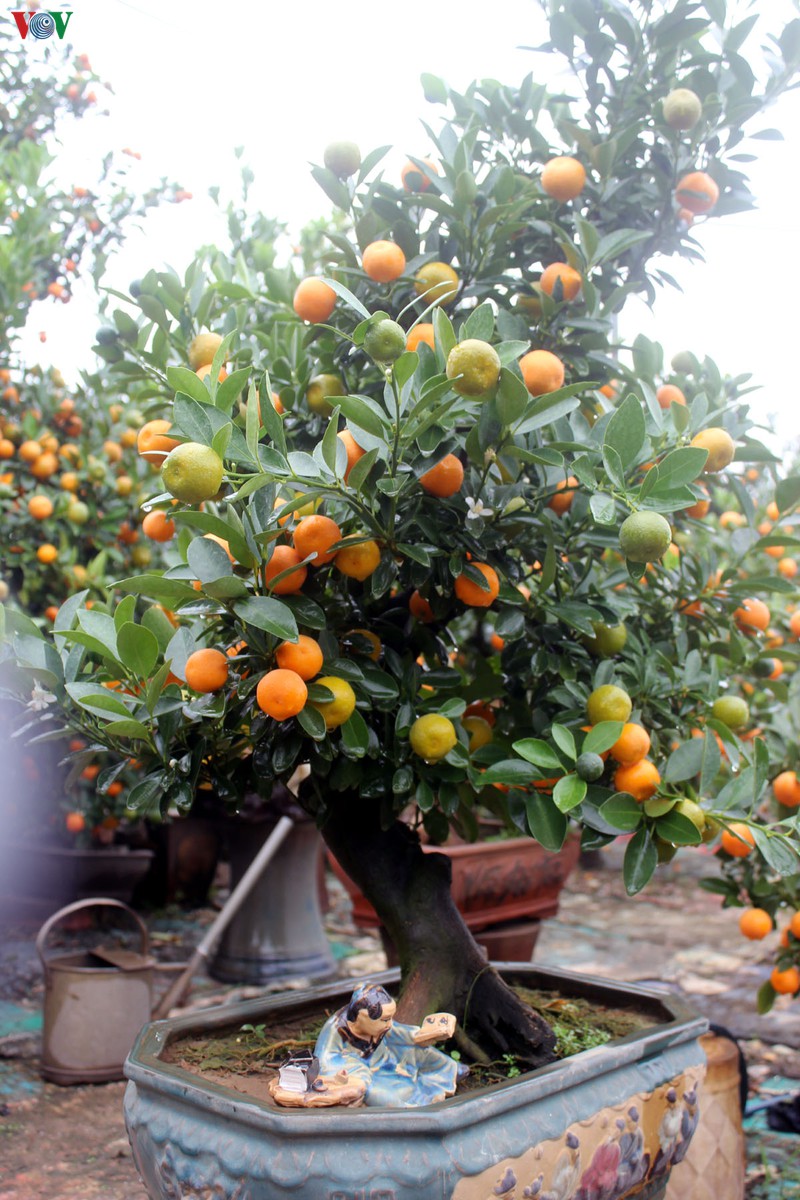 chuot ngoc cong quat, quat dinh vang tu lien tien trieu van hut khach hinh 16