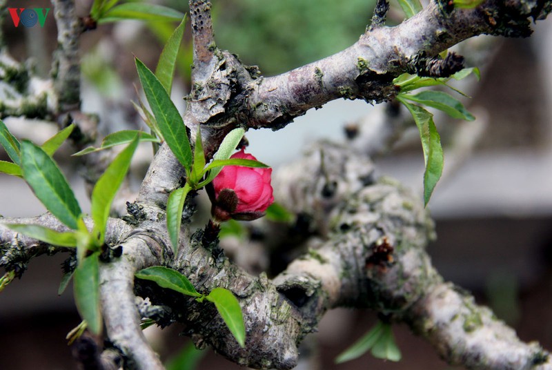 dao that thon nam phong dieu hoa cua dong then cai doi tet canh ty hinh 4