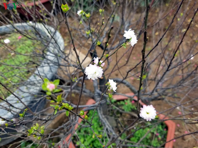 ngam vuon nhat chi mai gia bac trieu duoc nhieu nguoi san lung dip tet hinh 3
