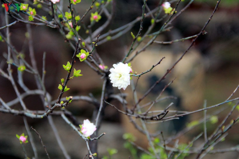 ngam vuon nhat chi mai gia bac trieu duoc nhieu nguoi san lung dip tet hinh 4