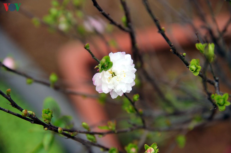 ngam vuon nhat chi mai gia bac trieu duoc nhieu nguoi san lung dip tet hinh 6