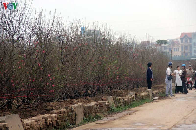 lang dao nhat tan nhon nhip nam thanh nu tu do ve chup anh truoc tet hinh 14