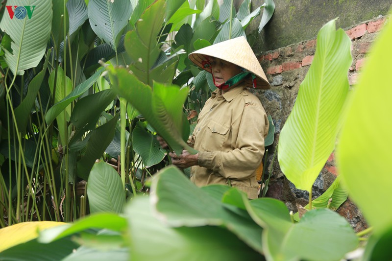 lang la dong lon nhat ha tinh tat bat vao vu tet hinh 2