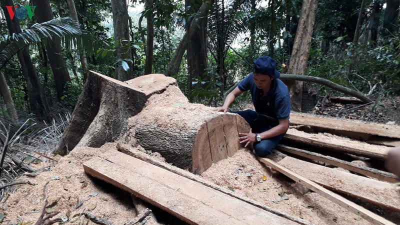 vi sao rung dau nguon gia lai lien tuc bi pha, nhung ket luan rat nhe? hinh 3