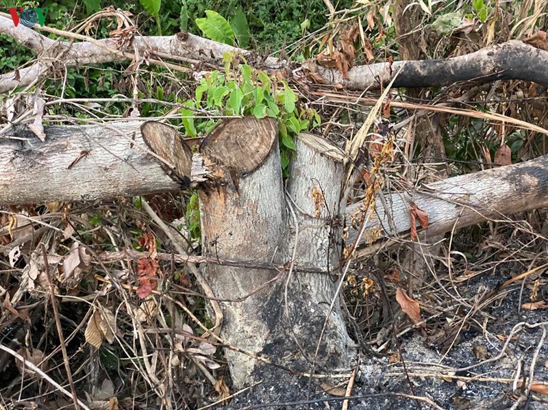 dak lak truy tim doi tuong pha hon 3,5 ha rung hinh 2