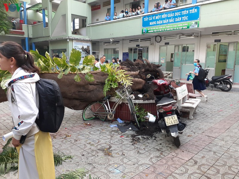 tin moi nhat ve vu do cay trong truong tai tp hcm khien hoc sinh tu vong hinh 2
