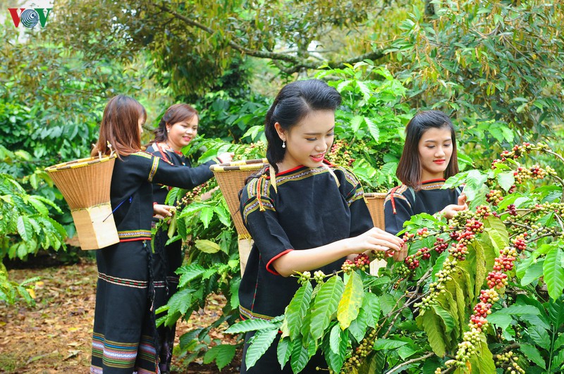  tim dong luc cho nong nghiep tay nguyen hinh 1
