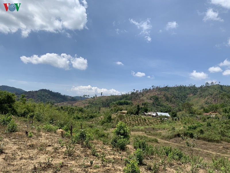 tim giai phap cho 345.000 ha dat rung dang san xuat nong nghiep hinh 1