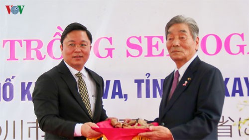 trong hoa sen oga (nhat ban) tai thi xa dien ban, quang nam hinh 1