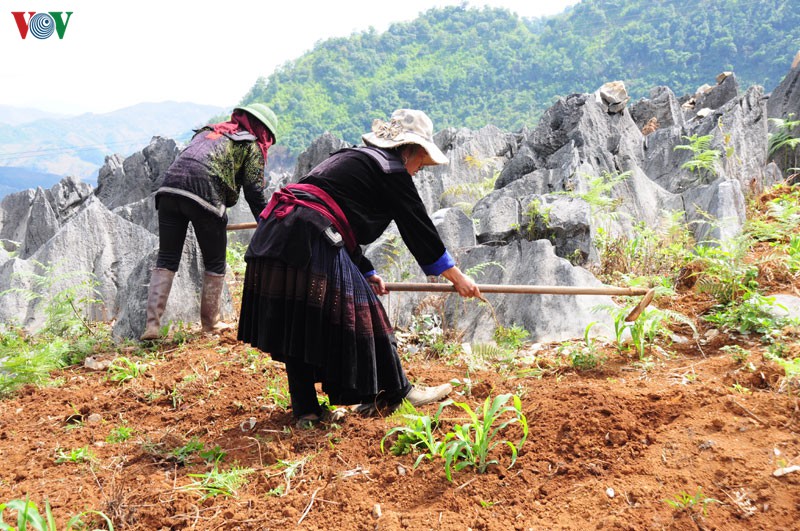 ky thu cao nguyen da tua chua, dien bien hinh 10