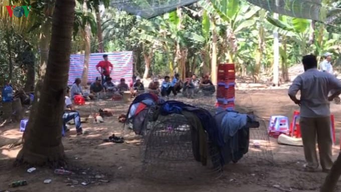 tien giang: vua pha truong ga "khung", lai  xuat hien truong ga moi hinh 1