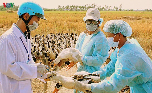 long an khong che 2 o dich cum h5n1 vua duoc phat hien hinh 1