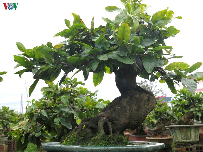 lang mai an nhon vao mua mai tet hinh 2