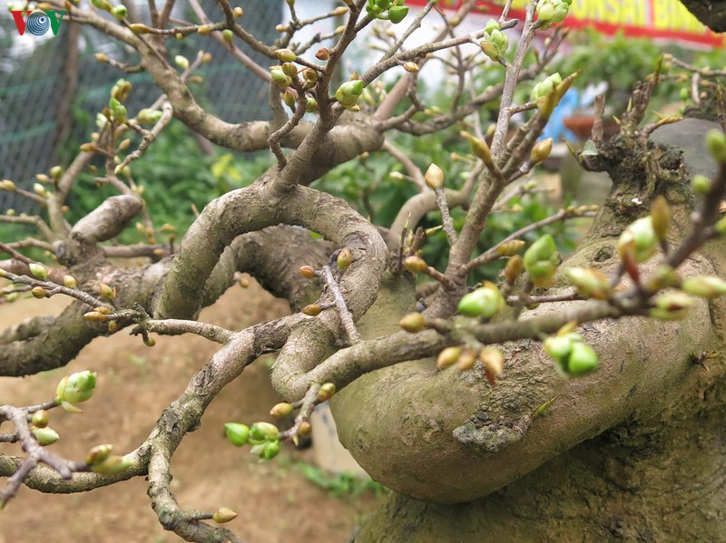 lang mai an nhon vao mua mai tet hinh 4