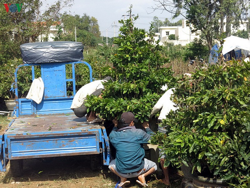 lang mai an nhon vao mua mai tet hinh 6