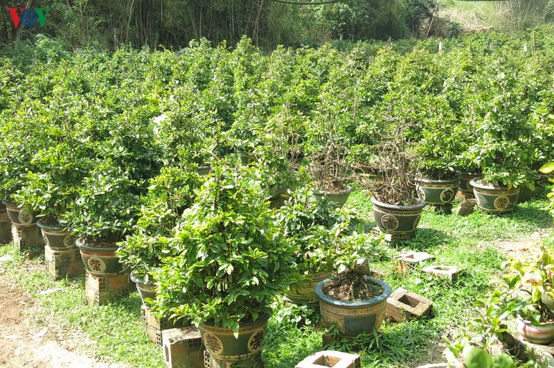 lang mai an nhon vao mua mai tet hinh 7